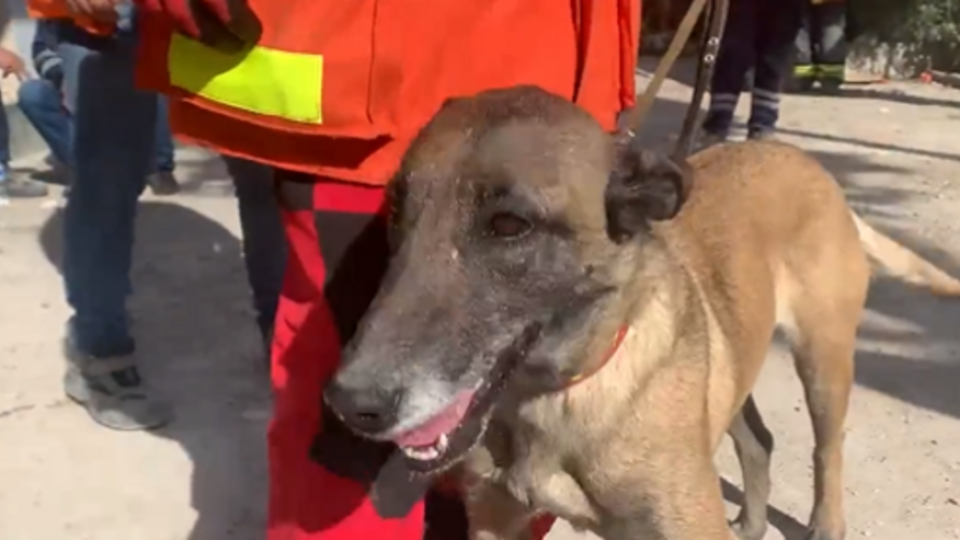 Това наше куче е герой! Направи чудо в Турция | StandartNews.com
