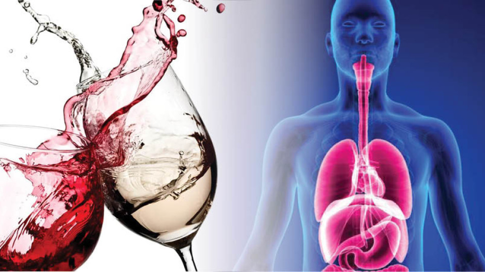 Какво прави 1 чаша вино с организма | StandartNews.com