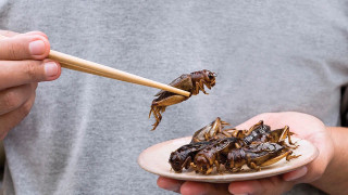 Диви балканци ли сме, щом отказваме да ядем насекоми?