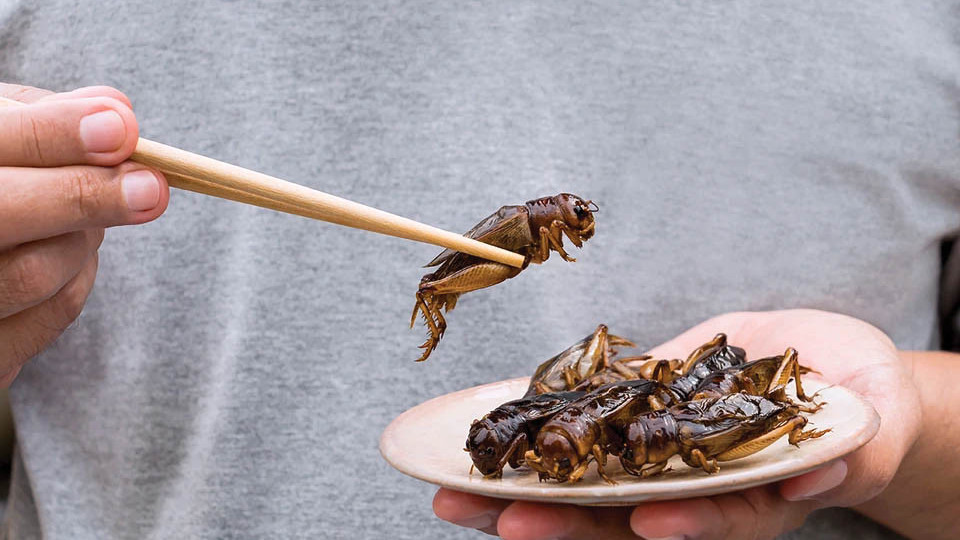 Диви балканци ли сме, щом отказваме да ядем насекоми? | StandartNews.com
