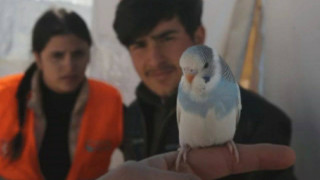 Как папагал спаси семейство от смърт под руините в Турция