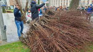 Подаряват 16 000 дръвчета. Днес - ето къде