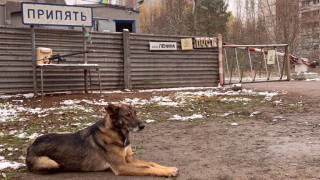 Какво се случи с гените на чернобилските кучета. Ново изследване