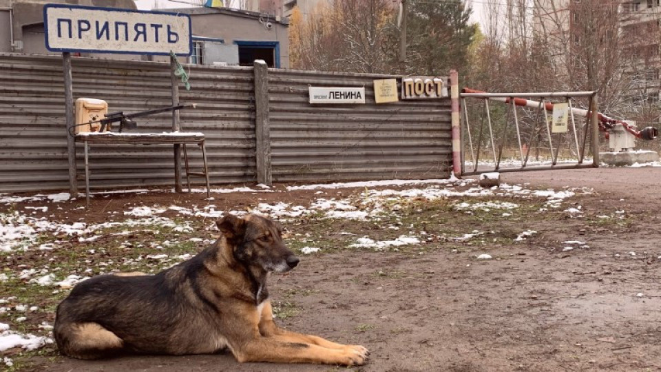 Какво се случи с гените на чернобилските кучета. Ново изследване | StandartNews.com