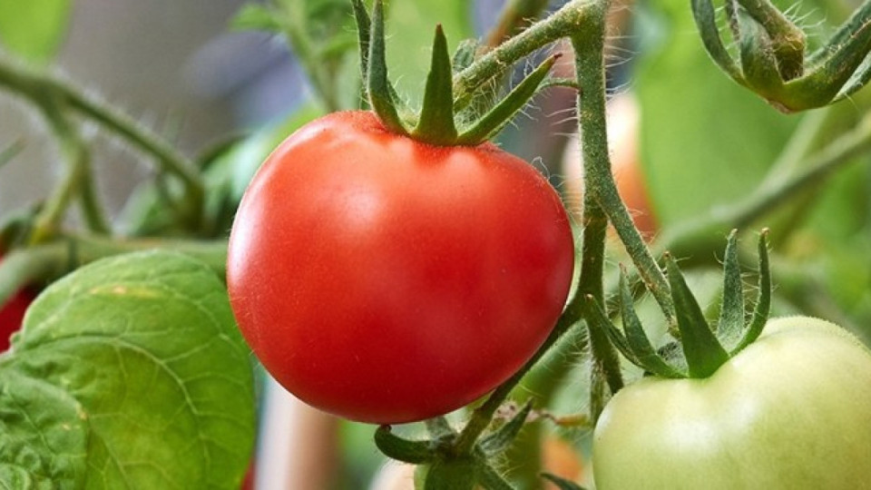 300 процента по-високи цени? Колко ще струват доматите | StandartNews.com