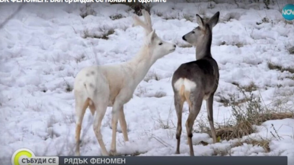 Феномен в Родопите. Нещо невиждано | StandartNews.com