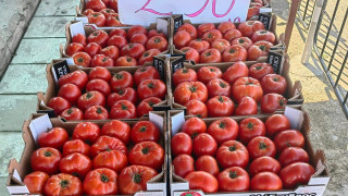 Търговец побърка веригите! Ето как продава доматите