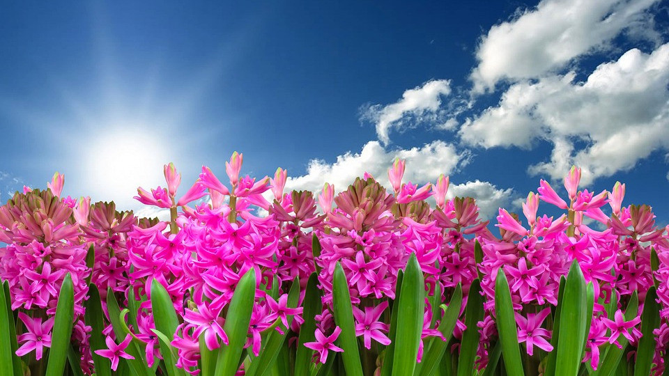Цветята помагат срещу зли сили и болести в българските традиции | StandartNews.com