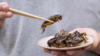 В кои храни може да се слагат насекоми и докарва ли рак хитинът