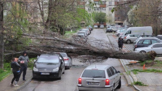 Страшен вятър се изви! Дърво премаза мерцедес в движение