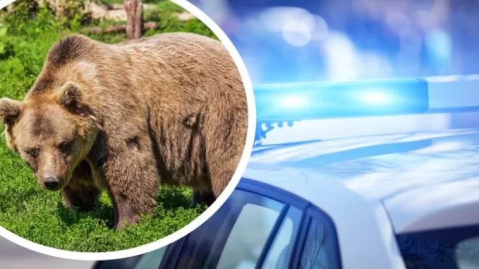 Полицаи подгониха мечка със синя лампа и сирена | StandartNews.com