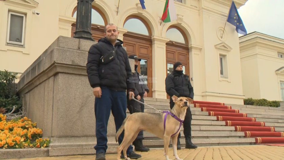 Кучето Фернанда посрещна депутатите, стопанинът й с важна новина | StandartNews.com