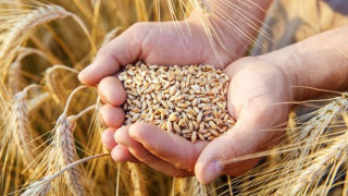 Русия постави ултиматум за зърнената сделка