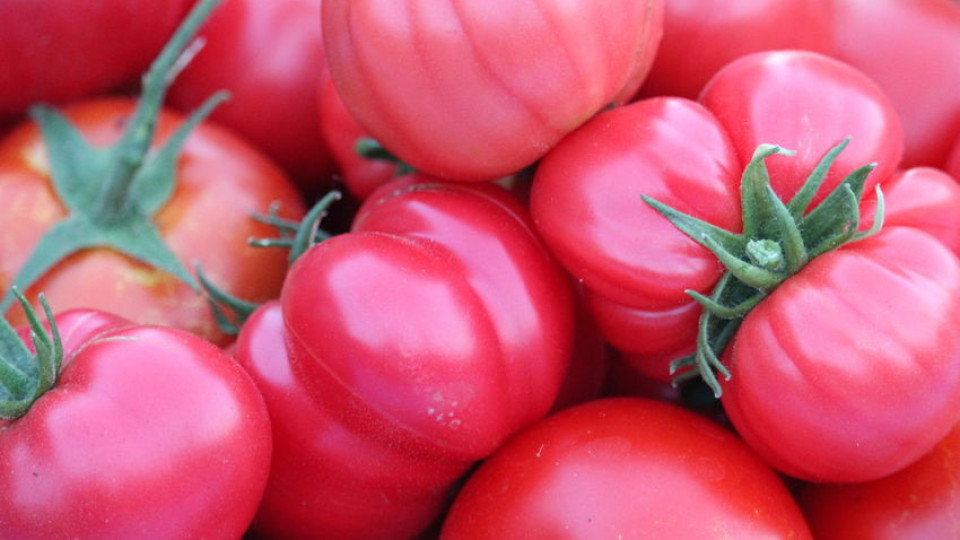 Голяма заплаха за българския розов домат. Губим го! | StandartNews.com