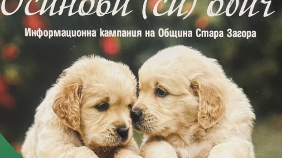 Община Стара Загора стартира кампания за безплатна кастрация на домашни кучета | StandartNews.com