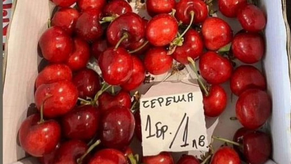 Черешка - левче. Ако искаш, дегустирай | StandartNews.com