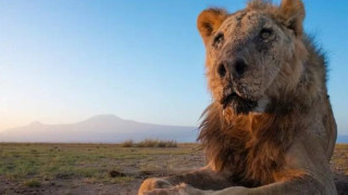 Лоша съдба застигна легендарен мъжки лъв в Африка