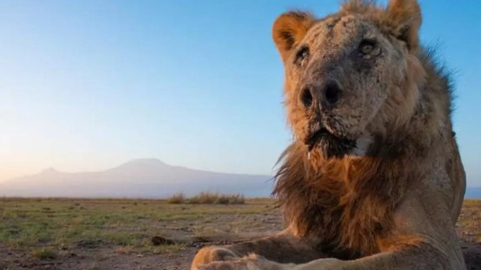 Лоша съдба застигна легендарен мъжки лъв в Африка | StandartNews.com