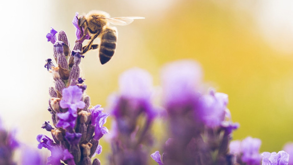 Глобалната криза с медоносните пчели изисква активни мерки | StandartNews.com