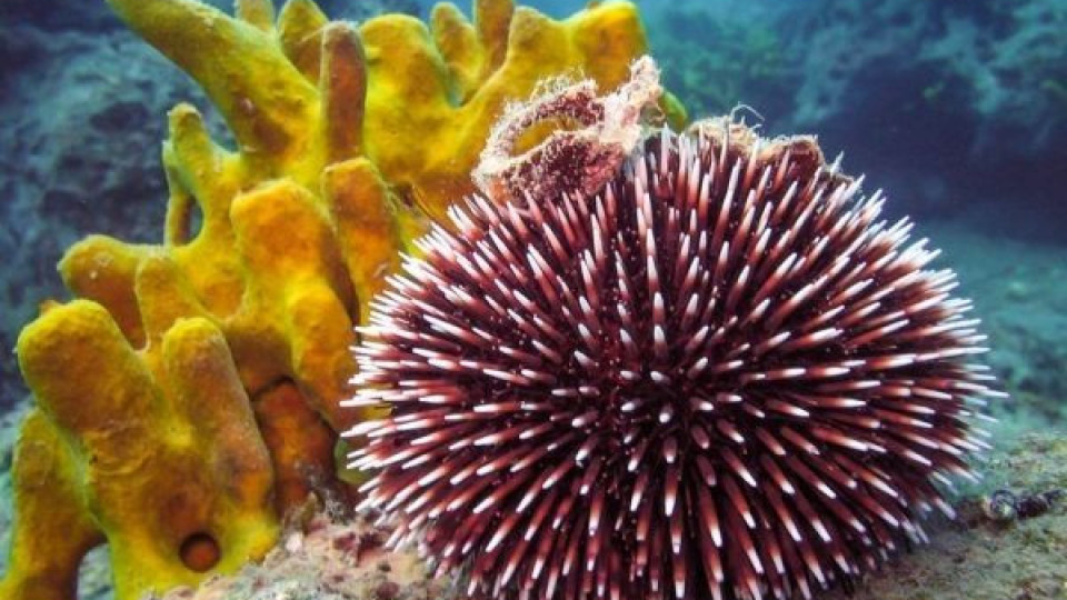 Тревожно! Морските таралежи в Червено море измират | StandartNews.com