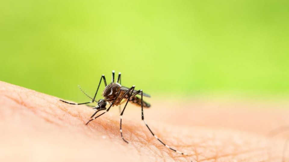 Хитър трик! Ето как да изгоните комарите | StandartNews.com
