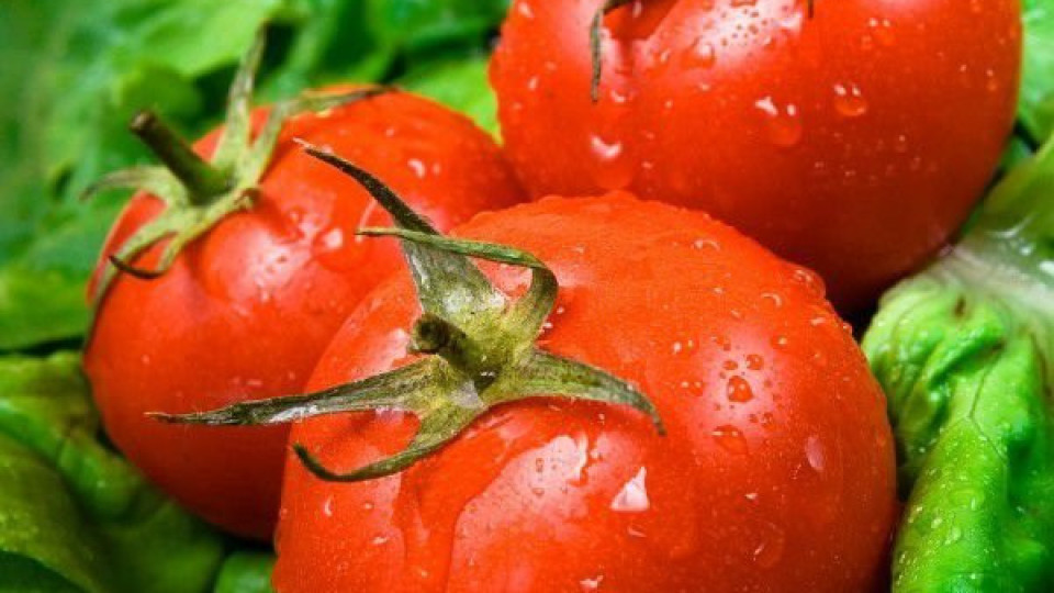 За една масова болест доматите са забранени | StandartNews.com
