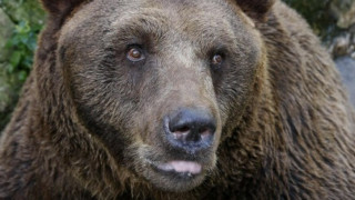 Падна тайната защо мечките спят през зимата