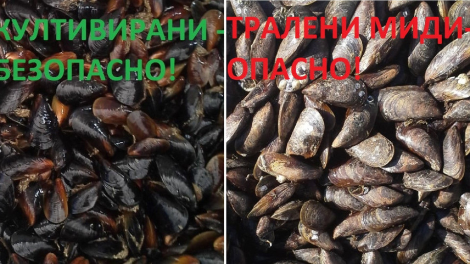 Внимание! Дебне голяма опасност на софрата на морето | StandartNews.com