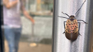 Странни насекоми налазиха Ню Йорк. Нарекоха ги "Библейска чума"