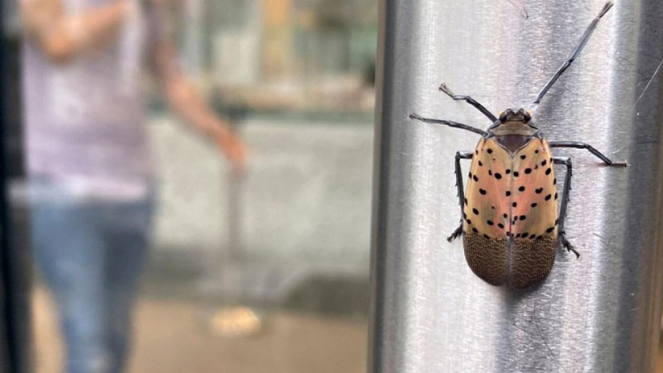 Странни насекоми налазиха Ню Йорк. Нарекоха ги "Библейска чума" | StandartNews.com