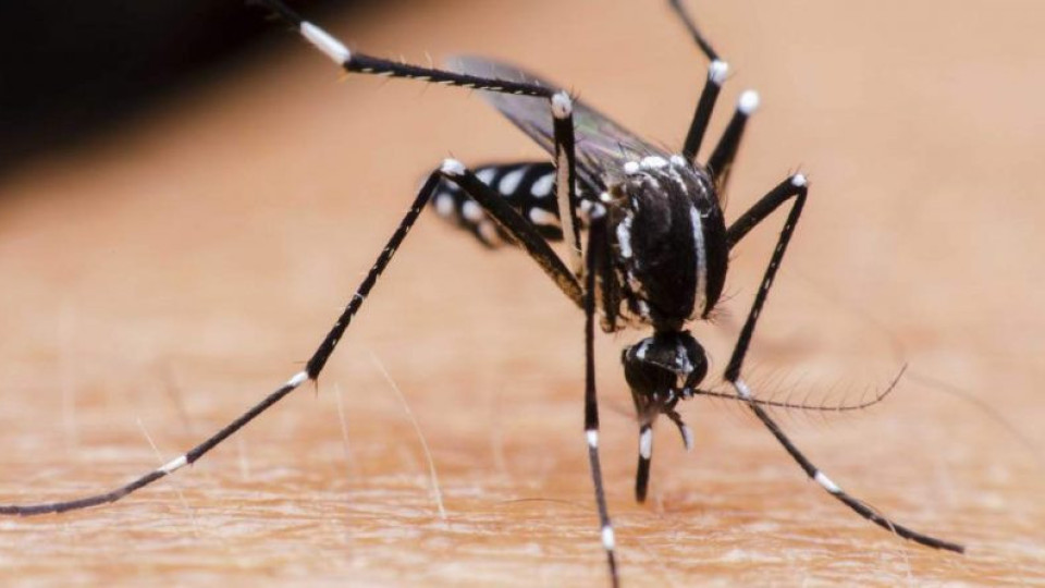 Ново 20! Ухапването от комар зависи от кръвната група | StandartNews.com