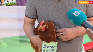 КНСБ изкара кокошките на протест