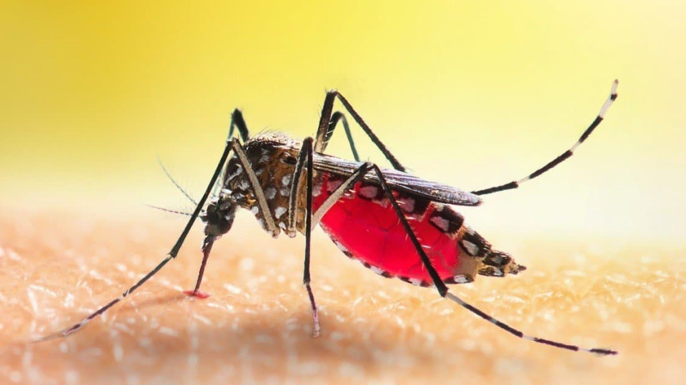 Инсект алергии! Как да се предпазим? | StandartNews.com