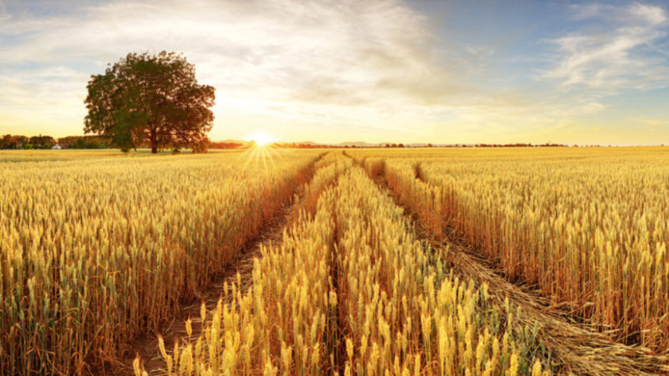 Извънредно от Одеса! Първият милион тона зърно-прибран | StandartNews.com