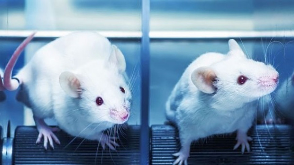 Шок! Откриха лаборатория с мишки пренасящи ковид | StandartNews.com