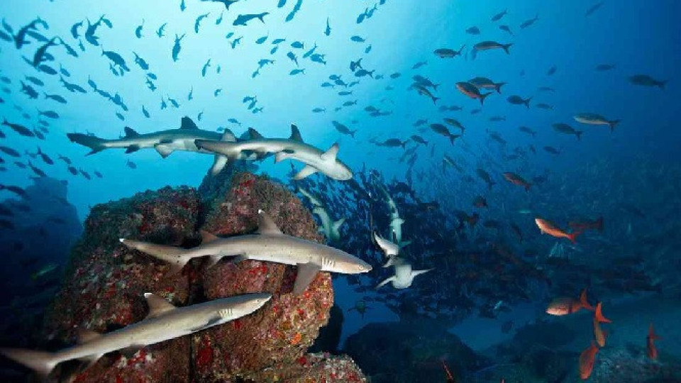 Изпитание за екологията. Нова опасност за Тихия океан | StandartNews.com