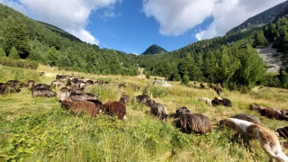 Отвориха първата Академия за овчари. Ето какво учат