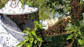 Цял град в ужас! 5 милиона полудели пчели побъркаха хората