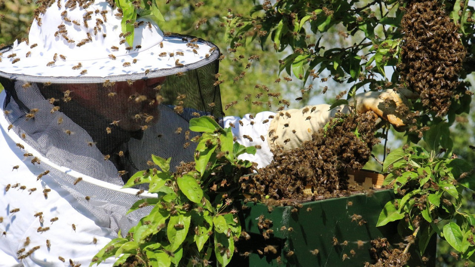 Цял град в ужас! 5 милиона полудели пчели побъркаха хората | StandartNews.com