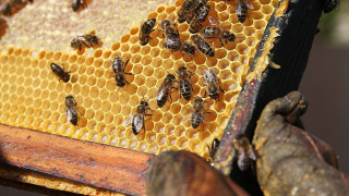 Пчеларите подгряват протеста на зърнарите