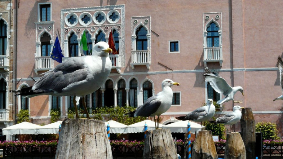 Алчни чайки! Венеция с предупреждение към туристите | StandartNews.com