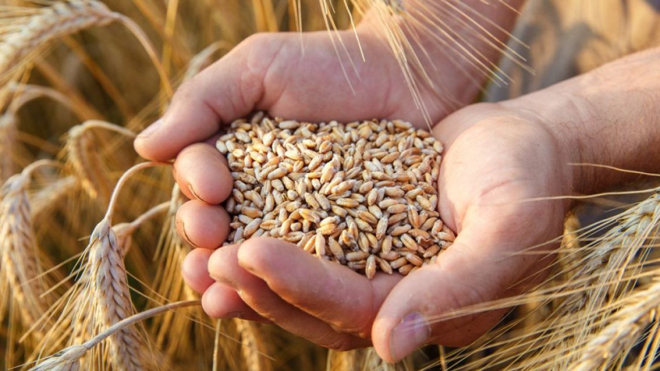 Изненада от Египет,от къде ще купи пшеница | StandartNews.com