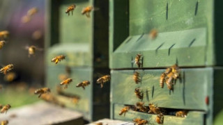 Vivacom и „Сенсато“ - устойчиво пчеларство в симбиоза с технологиите