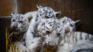Ново от български зоопарк. Какви животинчета се родиха