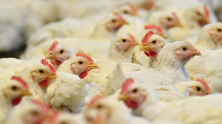 Лоши новини! Откриха птичи грип в Мало Конаре