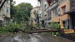 Страшният вятър в София. Паднали дървета, потрошени стъкла