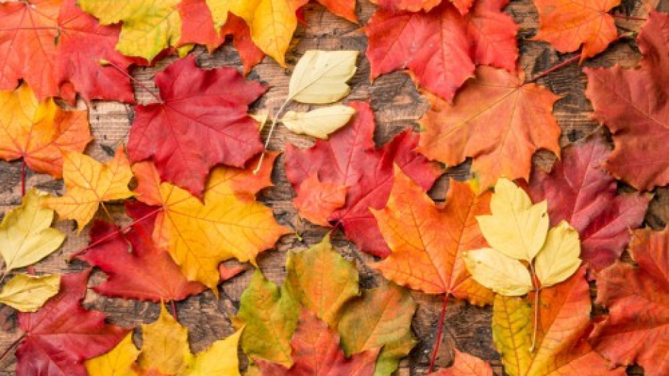 Ново 20! Вредят ли есенните листа на здравето ни | StandartNews.com