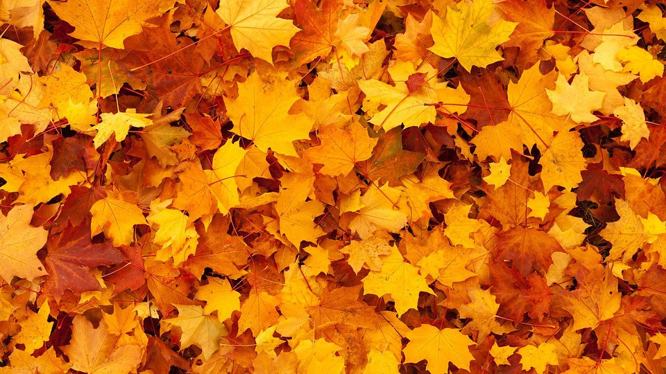 Шокиращо! Стана ясно колко вредна е есенната шума | StandartNews.com