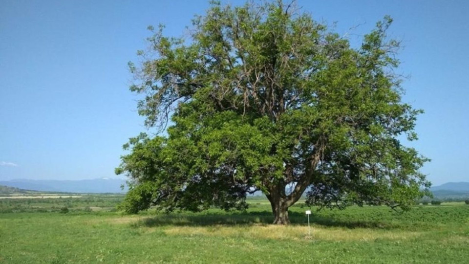 Вековно дърво скрито в безлюден хълм | StandartNews.com