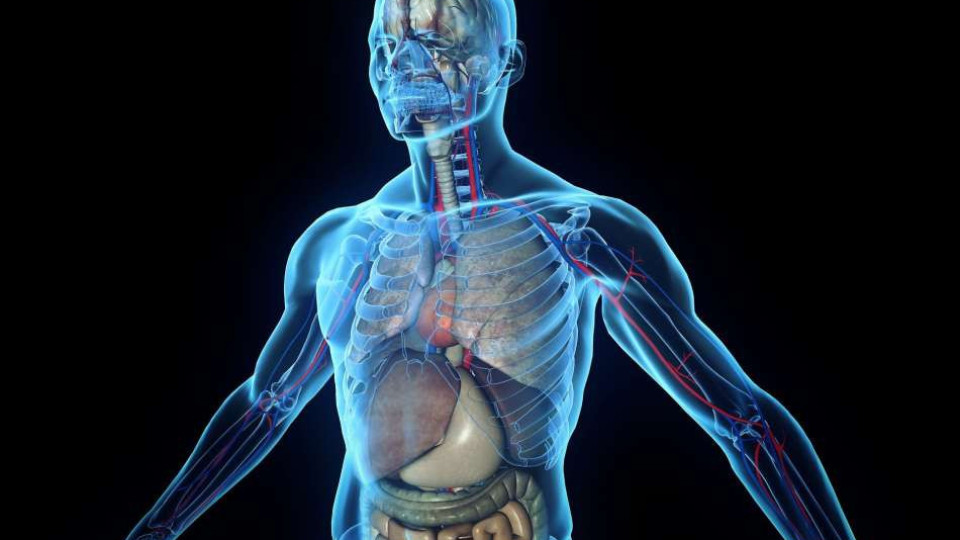 Революция в медицината. Откриха нов орган в човешкото тяло | StandartNews.com